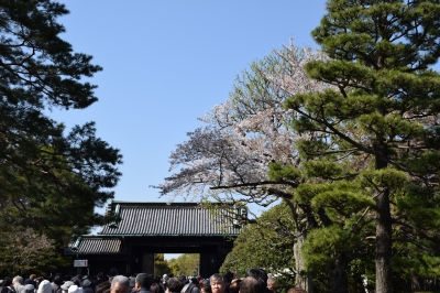千代田公園と皇居の桜