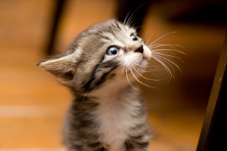 kitten