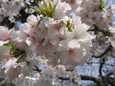 桜2