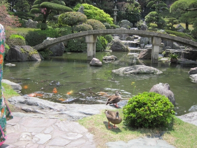 鯉