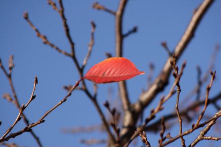 冬の桜