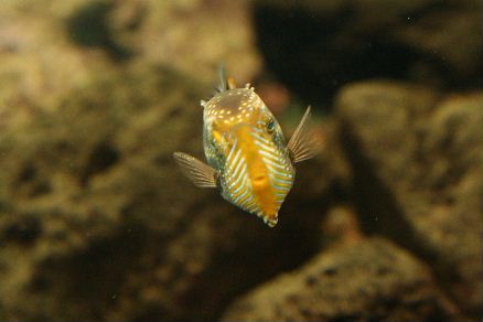 シーマンではありません