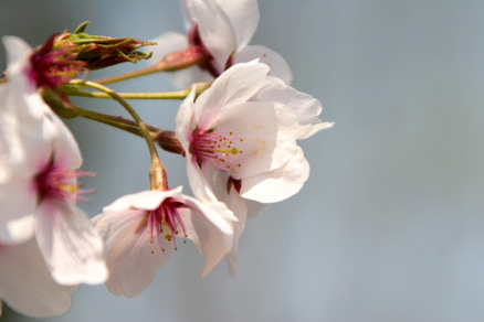 満開を過ぎた桜