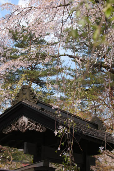 黒塀に映える枝垂桜