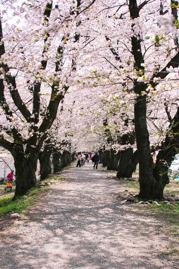 桜のトンネル