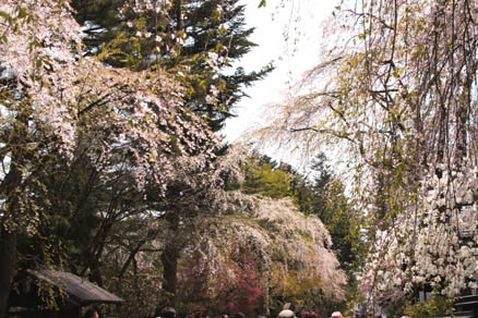 色とりどりの桜