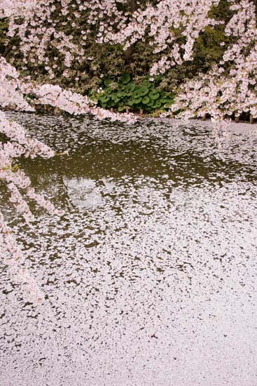 お堀に埋め尽くされた花びら