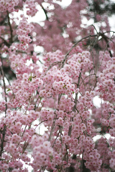 桜の和菓子?