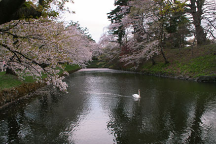 桜と白鳥