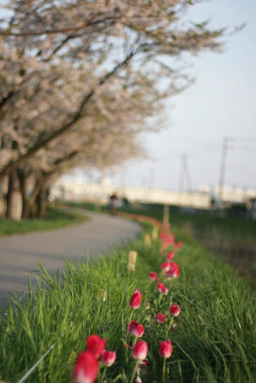 散歩道
