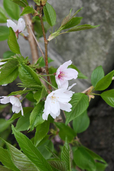 葉桜