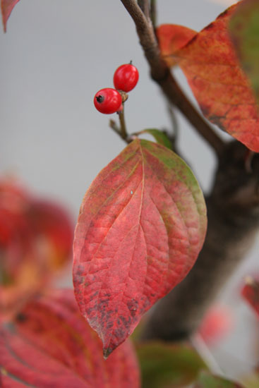 身近な紅葉