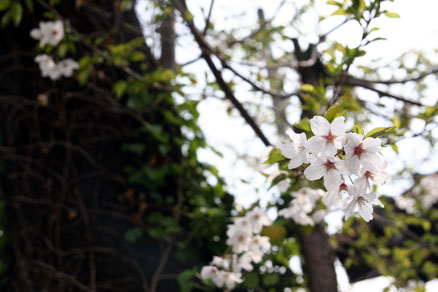 桜と緑