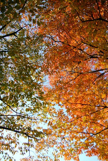 ツートン+αな紅葉