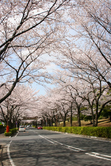 桜並木