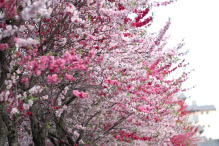 桜色様々