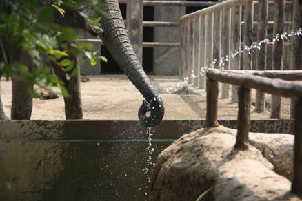 ゾウの水飲み その2