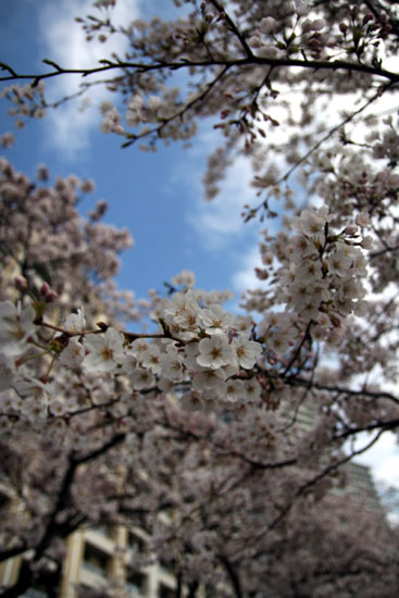 青空と桜