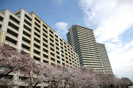 桜とマンション