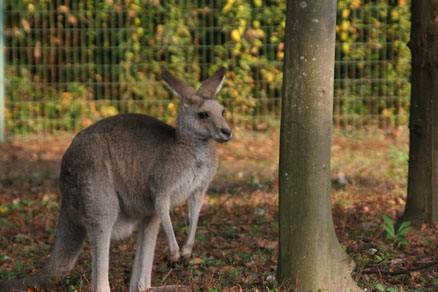 考えるカンガルー
