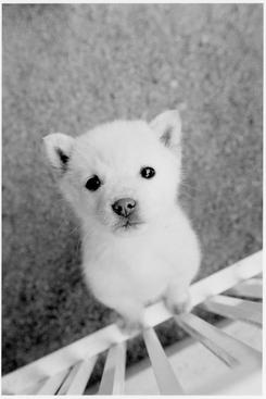 犬
