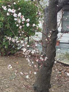 梅の花