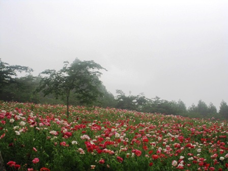 2011.6.10-4.JPG