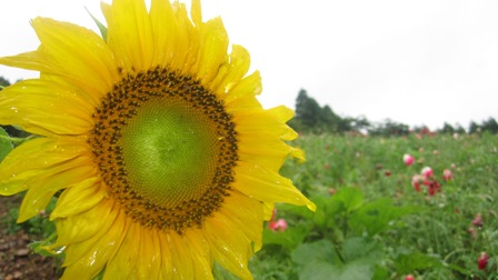 2011.6.19-2.JPG