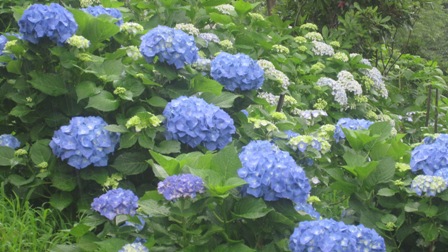 2011.6.19-3.JPG