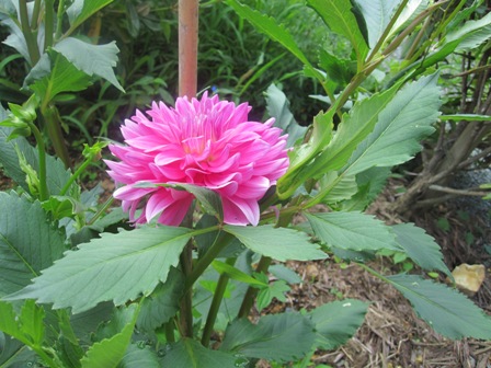 2011.7.16-5.JPG