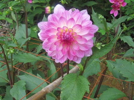 2011.7.16-6.JPG