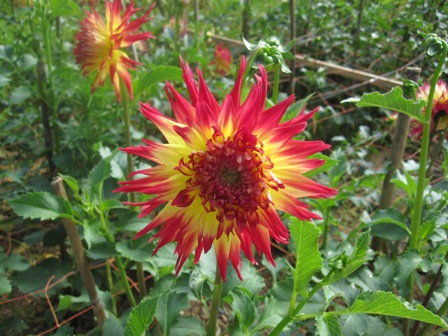 2011.7.16-7.JPG