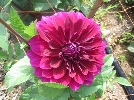 2011.7.16-8.JPG