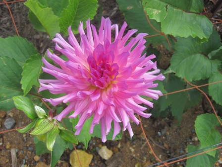 2011.7.16-9.JPG