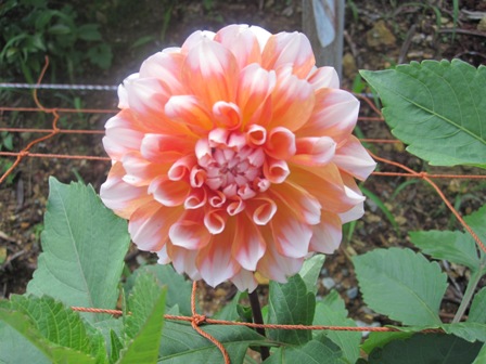 2011.7.16-11.JPG