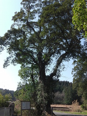 IMGA0487.2017.3.10.jpg