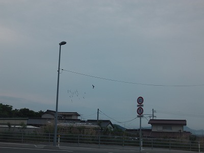 IMGA0742.2017.5.23.jpg