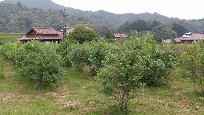 IMGA0765.2017.5.31.jpg