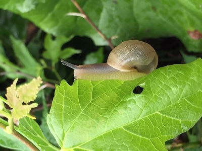 IMG_2067.2017.7.4.jpg