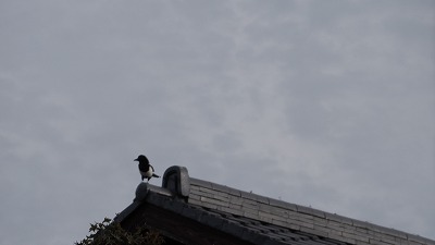 IMGA0527.2017.11.12.jpg
