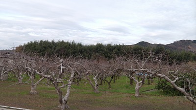 IMGA0204.2017.12.15.jpg