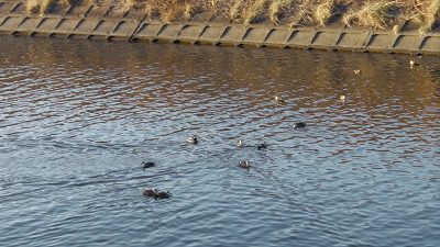 IMGA0388.2018.01.31.jpg