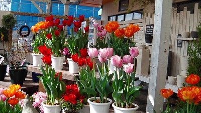 IMGA0818.2018.3.11.jpg