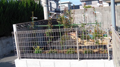IMGA0875.2018.3.11.jpg