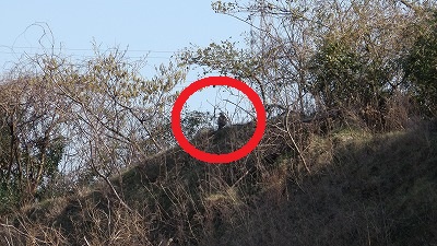 IMGA0954.2018.3.14.jpg