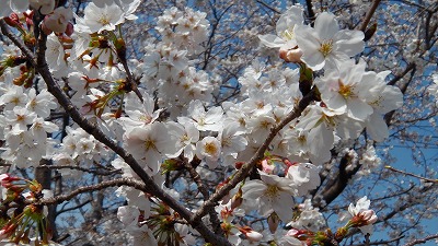 IMGA0184.2018.3.25.jpg