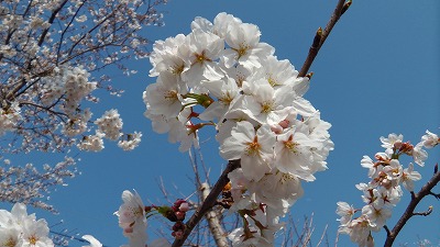 IMGA0185.2018.3.25.jpg