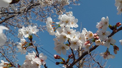 IMGA0186.2018.3.25.jpg