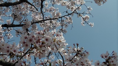 IMGA0517.2018.3.30.jpg