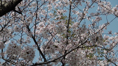 IMGA0523.2018.3.30.jpg
